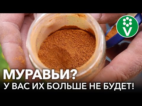 ОТ МУРАВЬЕВ ПОМОГЛО С 1 РАЗА! 2 проверенных способа борьбы с муравьями БЕЗ ХИМИИ