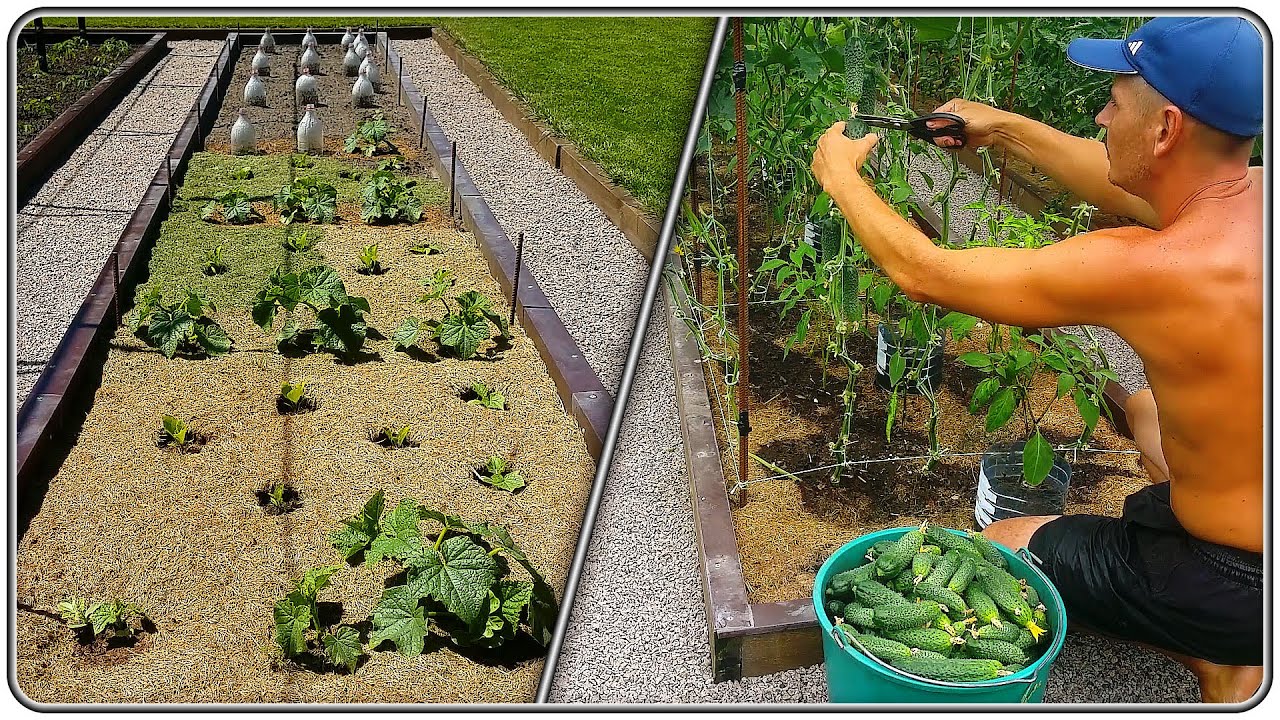 198. Вырастили 300 кг огурцов на грядке 7 м²