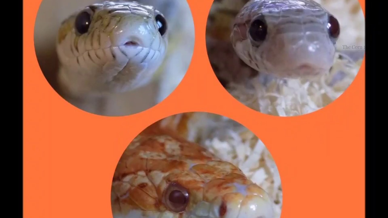 snake oil Meet My Snakes | The Corn Snake Clan