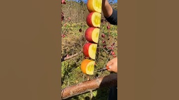 #india #trending #latest #video #andhrapradesh #shoot #apples #fruit #youtubeshorts #shortvideo