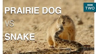 A prairie dog fights off a snake  Mexico: Earth's Festival of Life | Episode 3 Preview  BBC Two