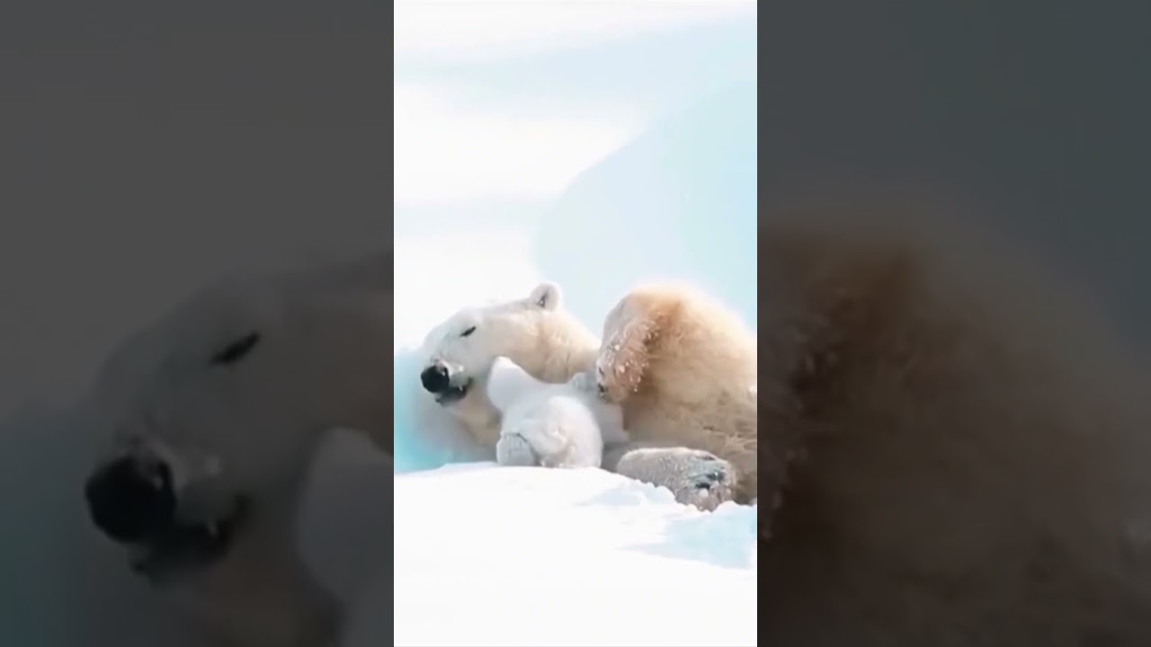 Animals in Love | verliebte Tiere 