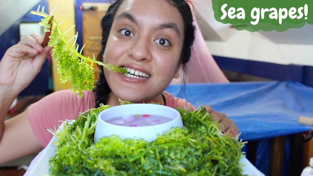 Eating Raw Sea Grapes MUKBANG