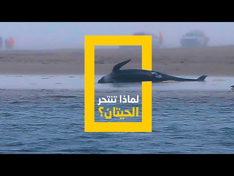 فيديو: لماذا تختفي الحيتان؟