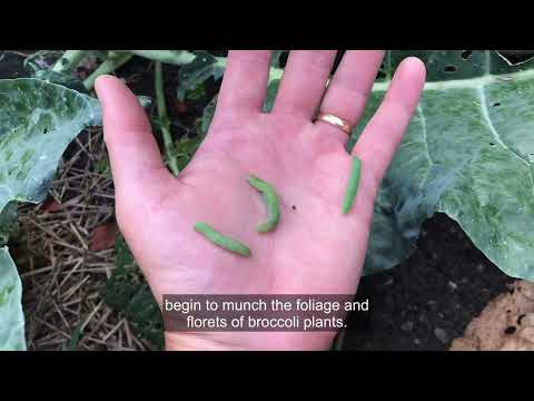 Wideo: Co zrobić dla gąsienic w główkach brokułów