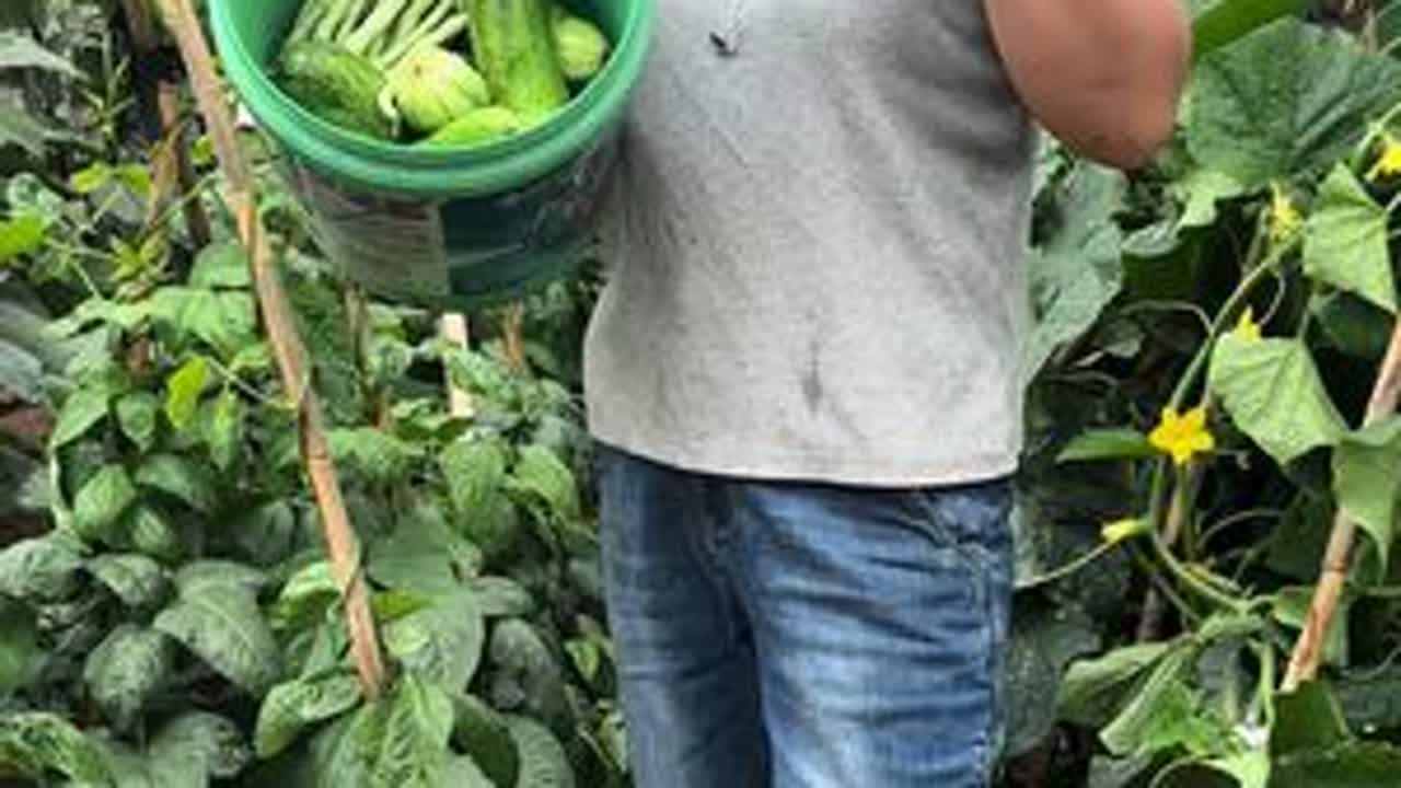 现在我们农村已经实现蔬菜自由了，看来这些菜吃不完，根本吃不完 