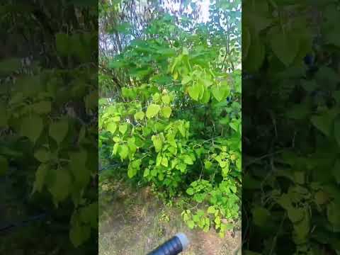 МАРЬИНСКОЕ_КЛАДБИЩЕ_ЛЕНОБЛАСТЬ_КИРОВСК_22_ИЮЛЯ_2025