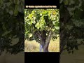 Sindhu : 9133284439 ||Double Dambar BT Road BIT||30 Guntas Agriculture land for sale||#shorts #farm