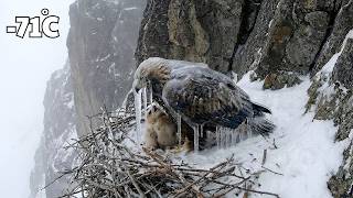 A 93-Year-Old Woman Rescues A Frozen Mother Eagle & Her Chick Then A Surprise Happened At Her Door