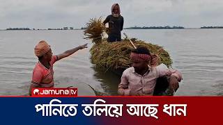 হাওরাঞ্চলে পানিতে তলিয়ে আছে কৃষকের কষ্টার্জিত ফসল | Netrokona Haor | Jamuna TV