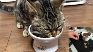 妹の手作り料理に喜んで飛びついてきた子猫ｗ