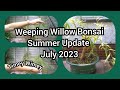 Weeping Willow Bonsai Summer Update July 2023