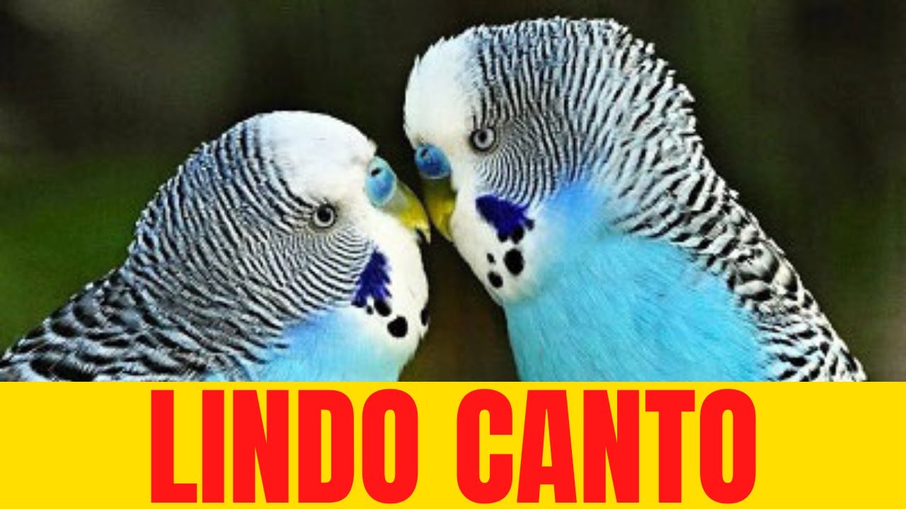 Periquito Verde Cantando e Falando Os Melhores Cantos de Periquitos ...