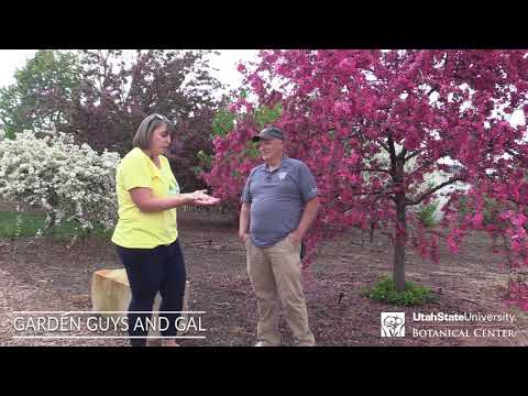 Video: How To Grow An Adams Crabapple Tree - Using Adams Crabapples for pollinating