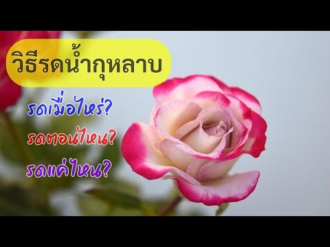 วีดีโอ: รดน้ำพุ่มกุหลาบ - วิธีรดน้ำกุหลาบ