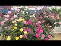 Rose flower Show/ Exhibition Dumdum Kolkata, West Bengal 2023