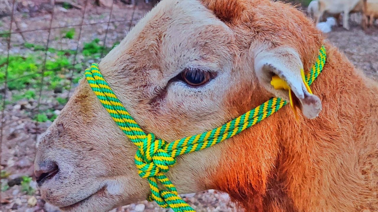 GAMARRA PARA BORREGO