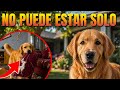 7 cosas que debes saber ANTES de tener un Golden Retriever
