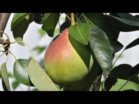 Болезни плодовых деревьев. Час у дачи. 19/04/2014 GuberniГерпес