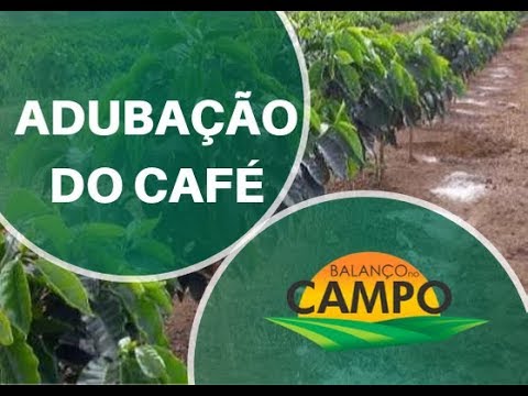 Vídeo: Como Fazer Um Cafeeiro Com As Próprias Mãos