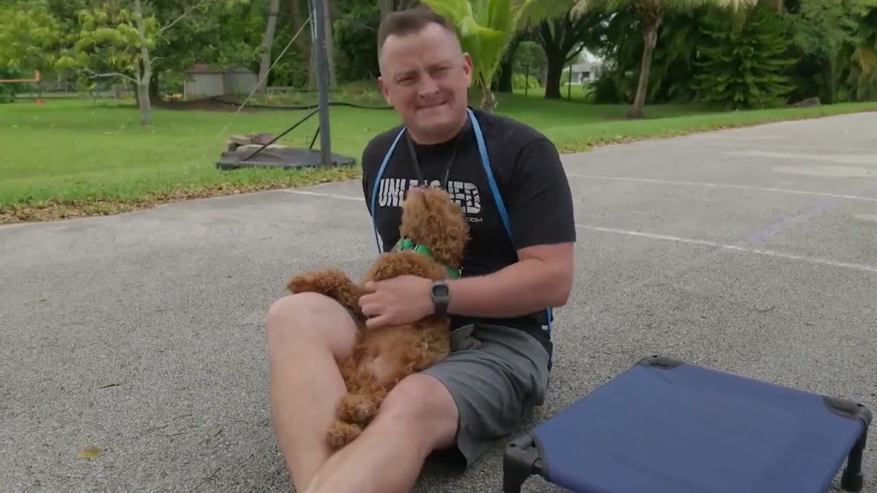 Phoenix Franchise Brands | CRAZY LABRADOODLE FACTS