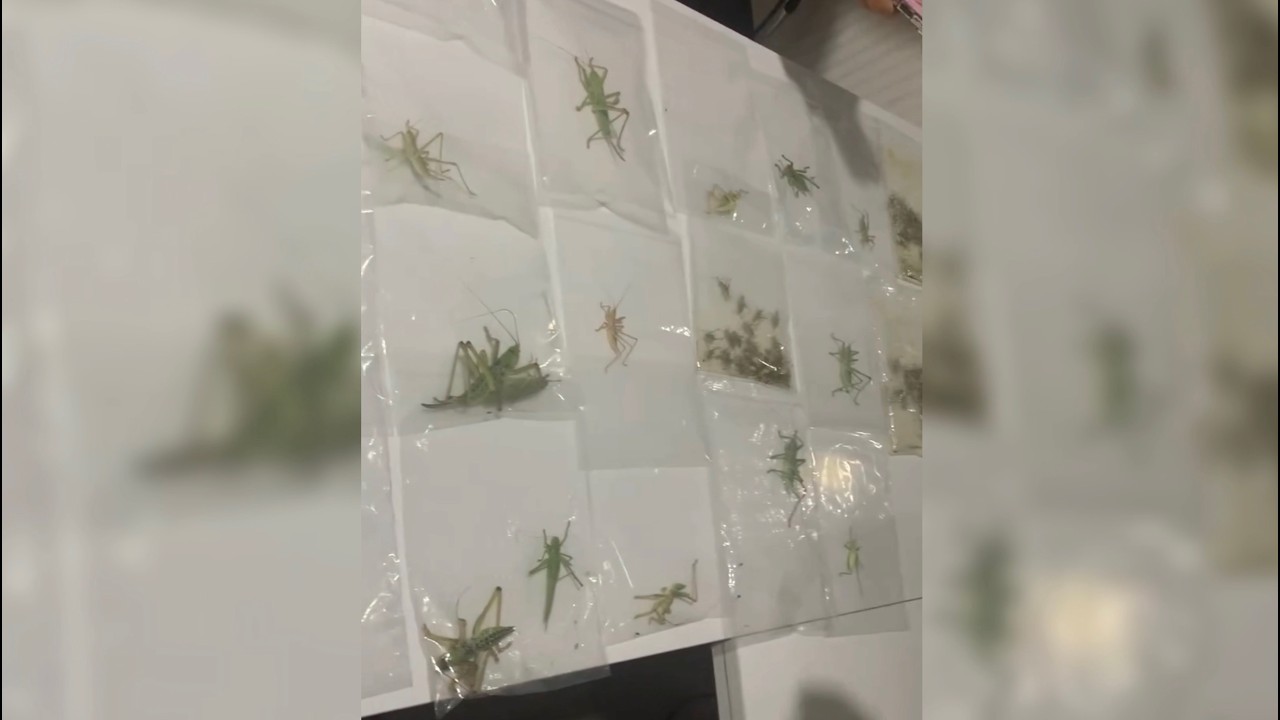 Nemrut Dağı’nda 135 çekirge toplayan 3 yabancı uyruklu şüpheli yakalandı