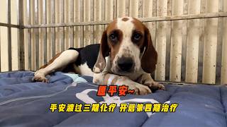 奔赴醫院陪桃子第四期化療，還要兼顧小院毛孩子的瑣碎生活不停歇
