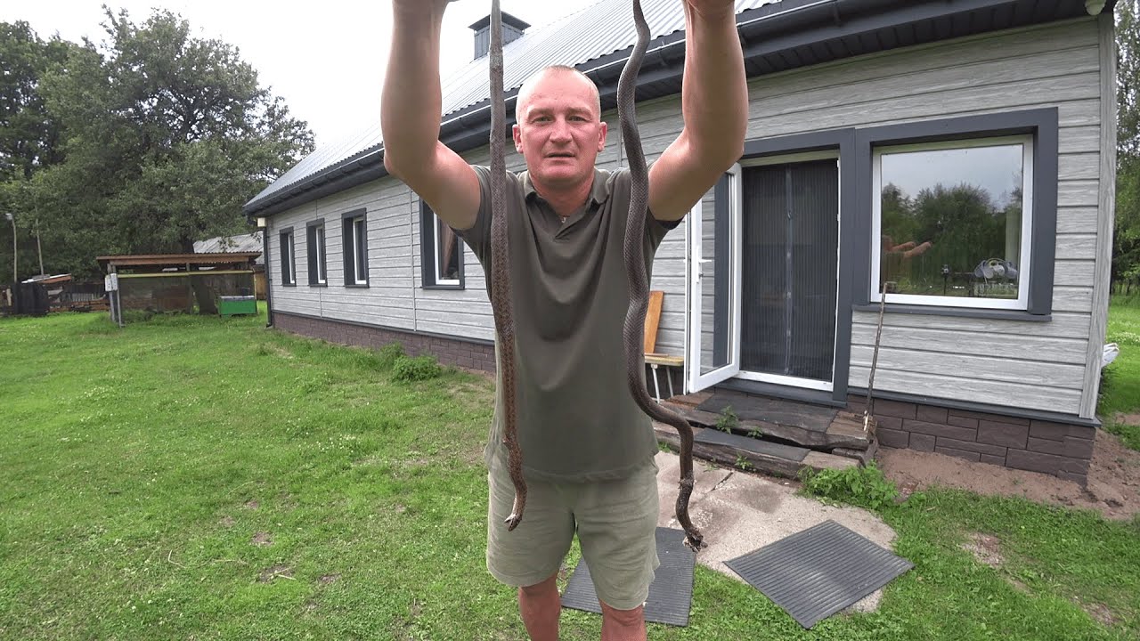 БЕЛАРУССКУЮ ЛЕСНУЮ ДЕРЕВНЮ, ЗАПОЛОНИЛИ ГАДЮКИ! №352