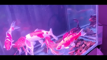 Bể cá KOI lọc nước bằng túi vải địa kỹ thuật.