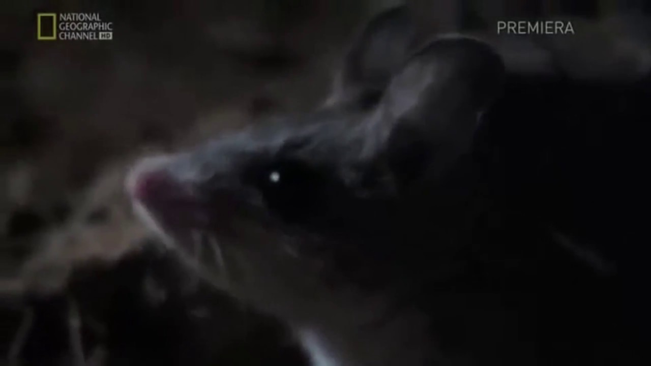 Burger King Foot Lettuce Mouse