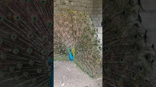 IMG 0178