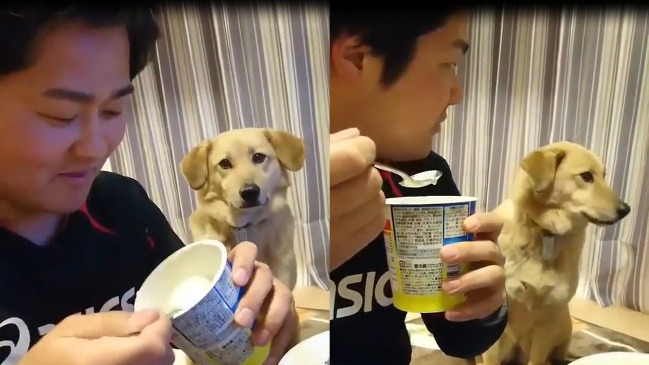 CUTE  Dog is shy to aks for food| Funny pets video Compilation