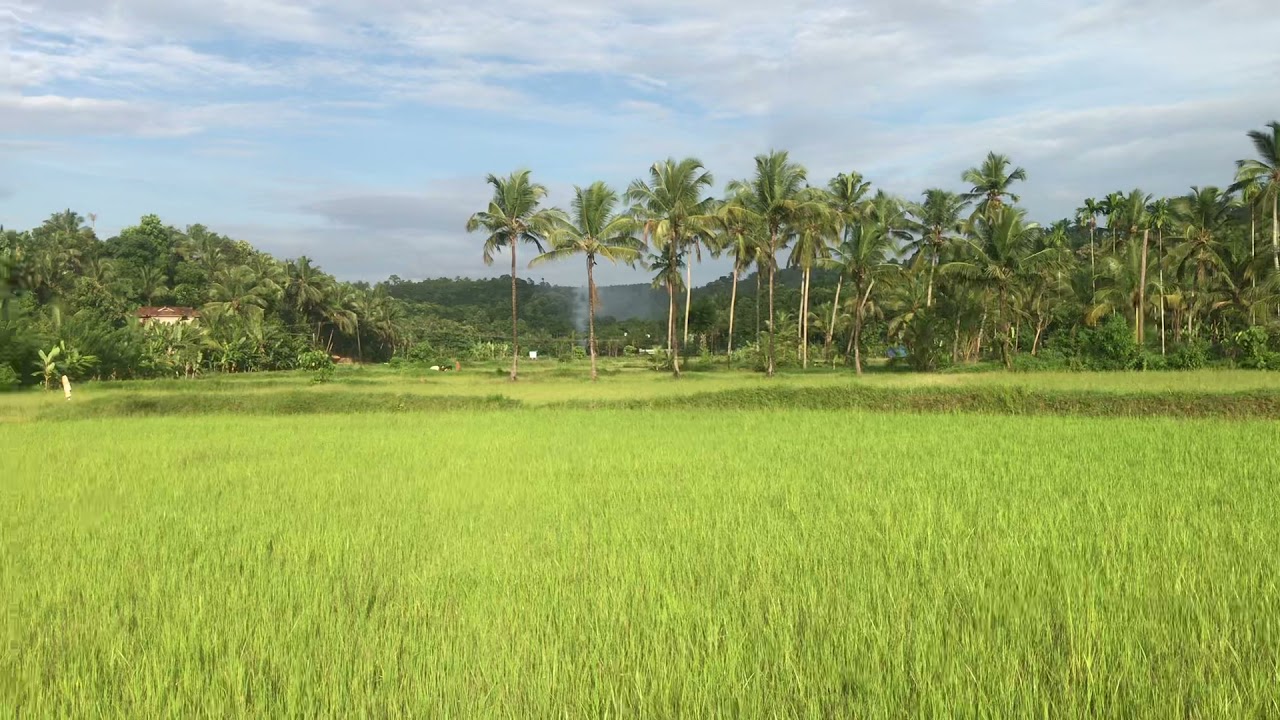 Kerala beautiful village Green Field and nature
