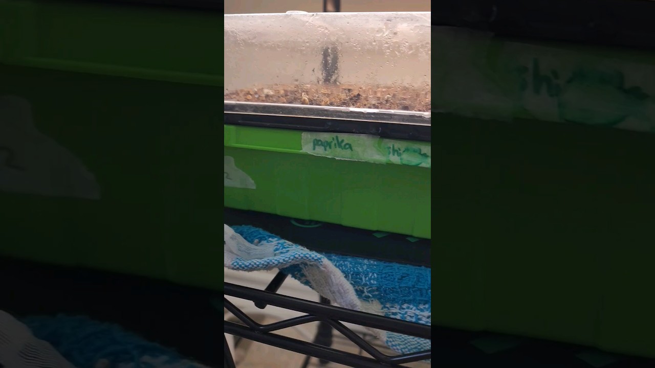 Well that failed. Took a video so I don't forget what they are 🤦🏼‍♀️ 