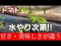 【トマト】植えてから1週間の水やりが肝心　どの頻度で水やりをやったらいいのか