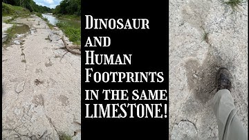 Menselijke voetafdruk in de buurt van dinosaurussporen - Hoe een voetafdruk gefossiliseerd wordt