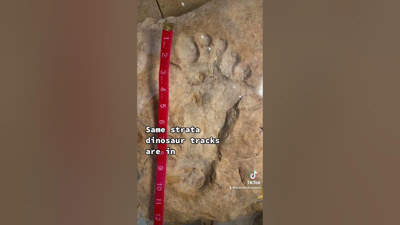 Human Footprint near Dinosaur Tracks - How a Footprint gets Fossilized