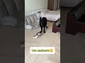 Nunca visite sem avisar😂 #petsfofinhos #comedia #montagem #cat #dogs