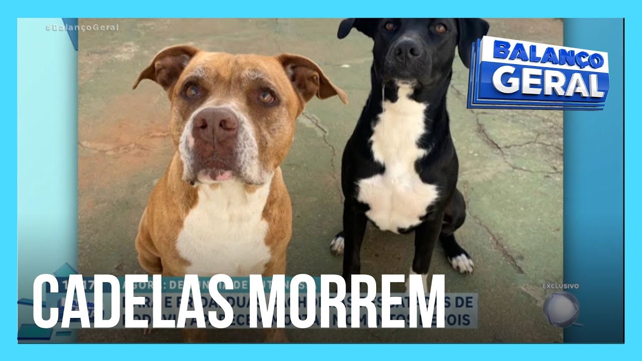 Duas cachorras são submetidas a eutanásia após serem resgatadas em rodovia