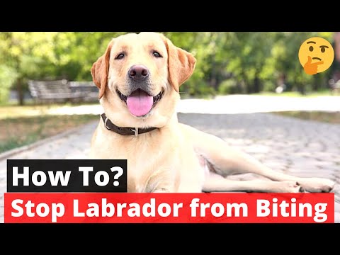 Video: How To Wean A Labrador From Biting