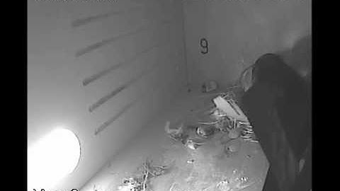 9 Dagen oude Gierzwaluwen worden gevoerd en ouder maakt nestruimte schoon