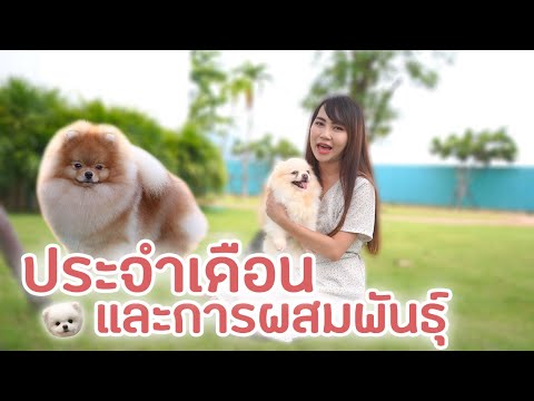 น้องหมาเป็นประจำเดือนและการผสมพันธุ์ปอมเมอเรเนียน