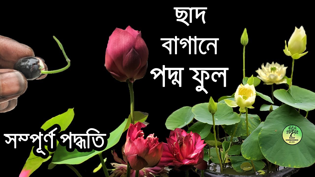 ছাদ বাগানে পদ্মফুল - বীজ থেকে চারা - গাছে বেশি ফুল ধরার সম্পূর্ণ কৌশল / Grow Lotus from seed / poddo