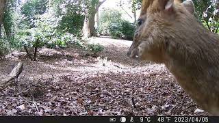 trail cam animal life365