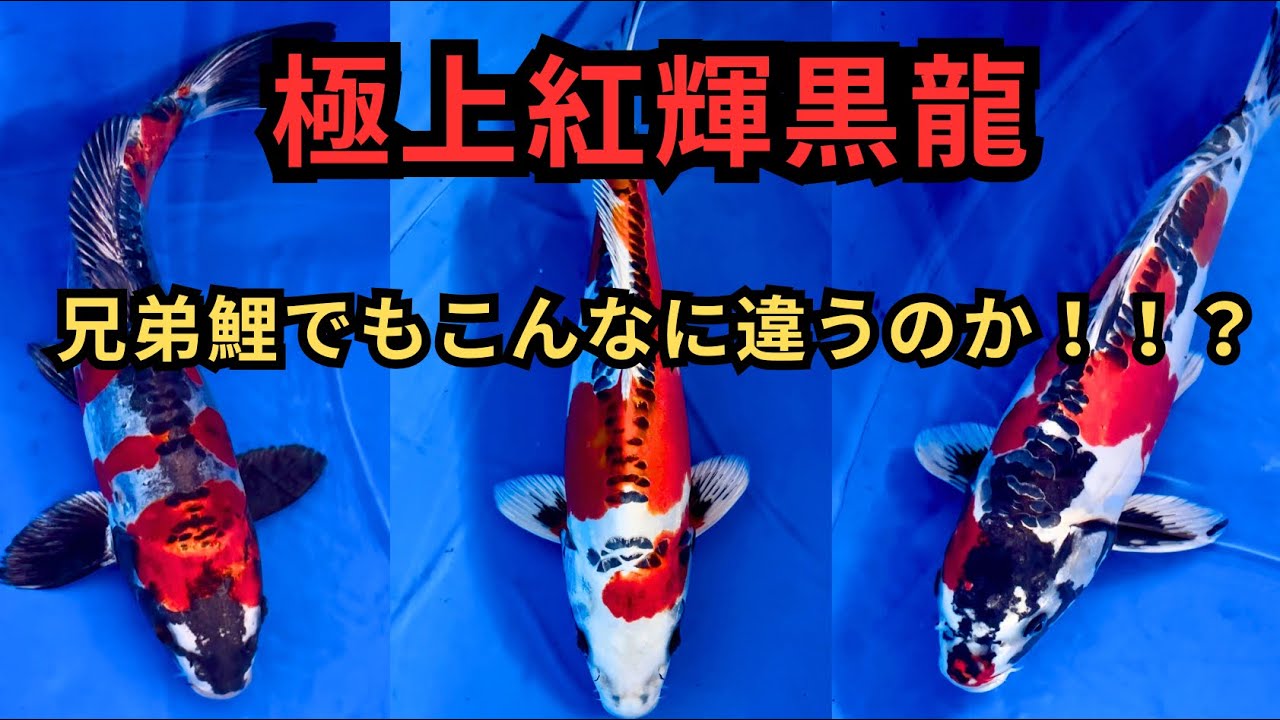 紅輝黒龍  錦鯉 錦鯉 鯉 販売 通販 ネット販売 正月特価 紅輝黒竜 22cm BAC-136 - 錦鯉