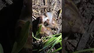 Snail-Rich Mountain Farm | Midnight Snail Hunt Turns Into a Delicious Meal 🐌#food