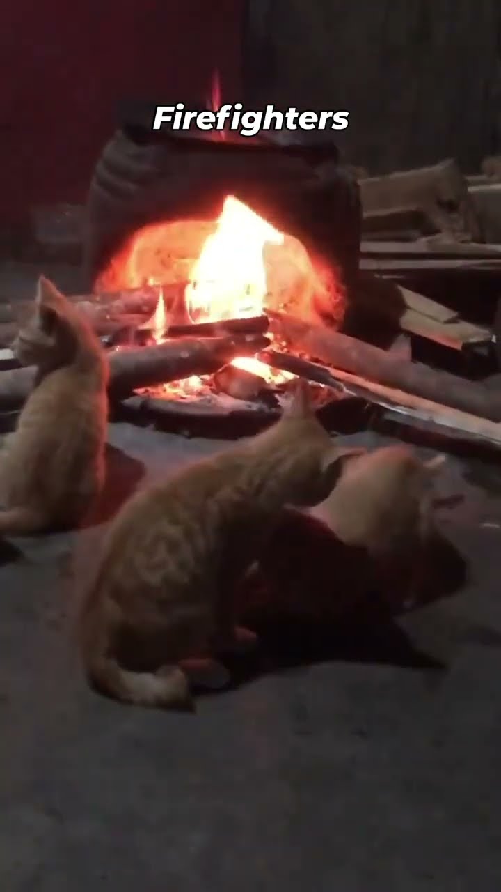 Kittyos like it’s time rip this fire to some prvnci