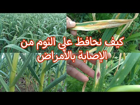 فيديو: مشاكل نبات الثوم في الحدائق - إدارة آفات وأمراض الثوم