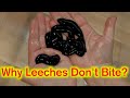 Eight Hungry Leeches Don’t Want To Bite Me. Why?