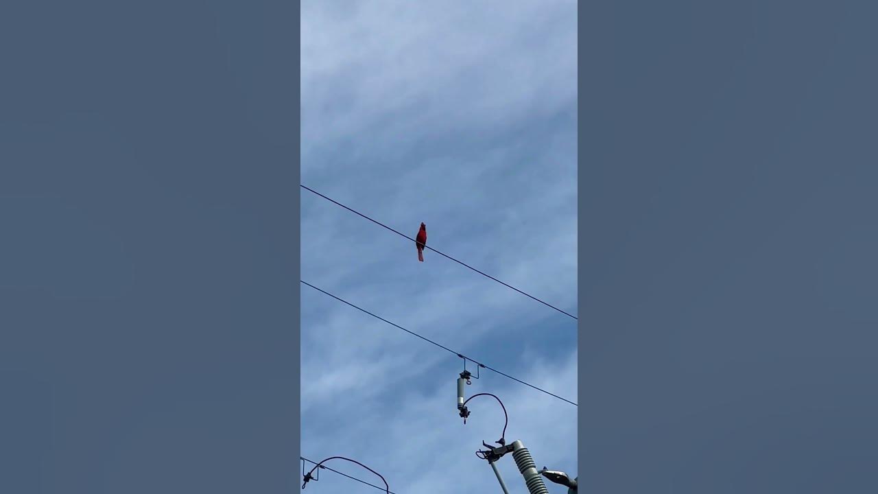 A northern cardinal call youtube